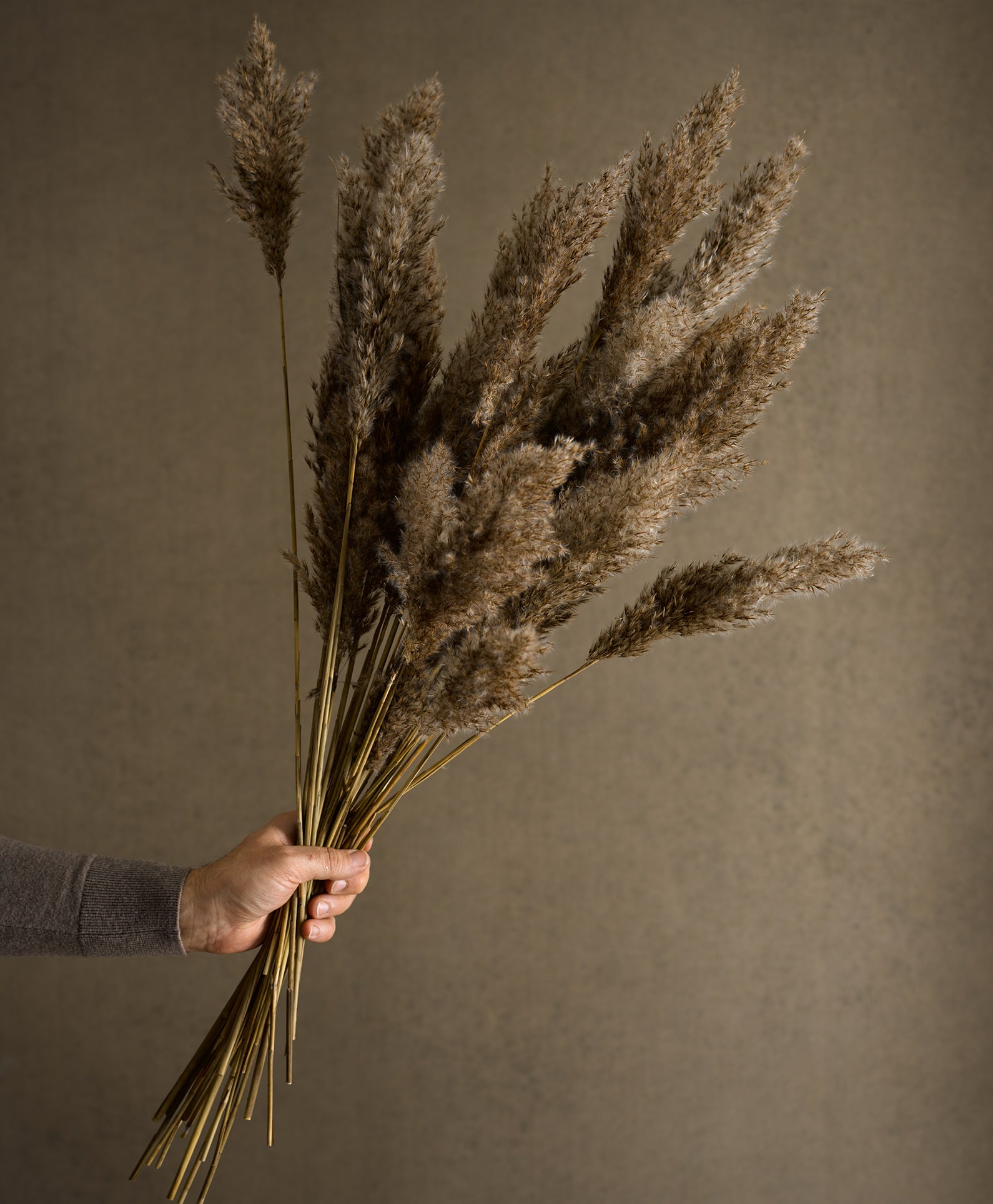 Dried Mini Reed | Exquisite Dried Flowers & Grasses – We Are Fox