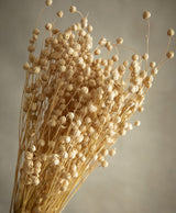 Dried Flax Natural