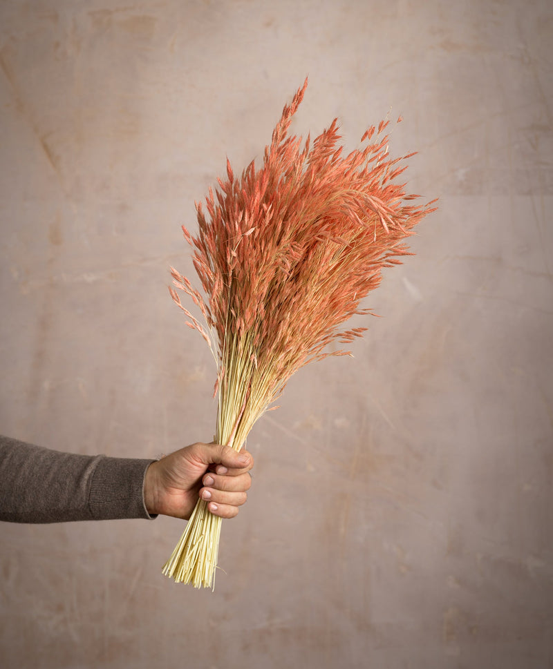 Dried Grass Pink