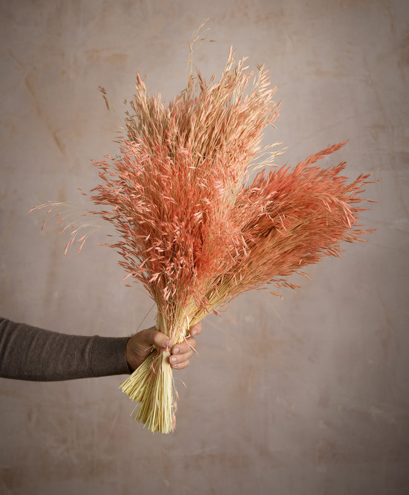 Dried Grass Pink