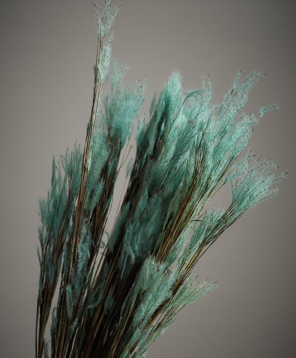 Dried Pluminha Turquoise